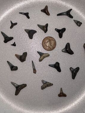 Mixed Fossil Shark Teeth Lot From Venice Florida!